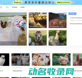 羊驼养殖,羊驼出租【四方羊驼养殖场】